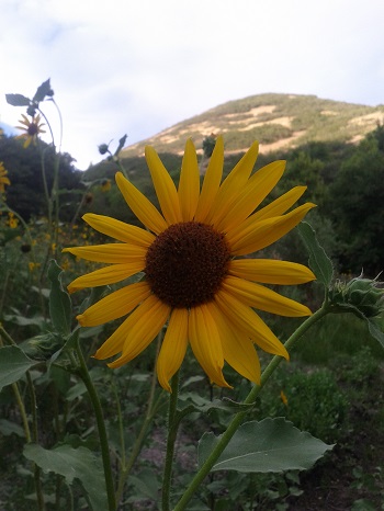 summer sunflower