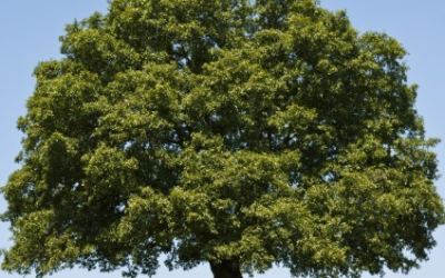 Why Oak is a Great Choice for a Pew Bench